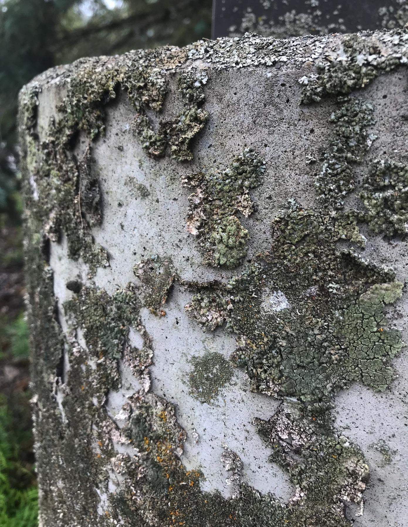 Physciella chloantha