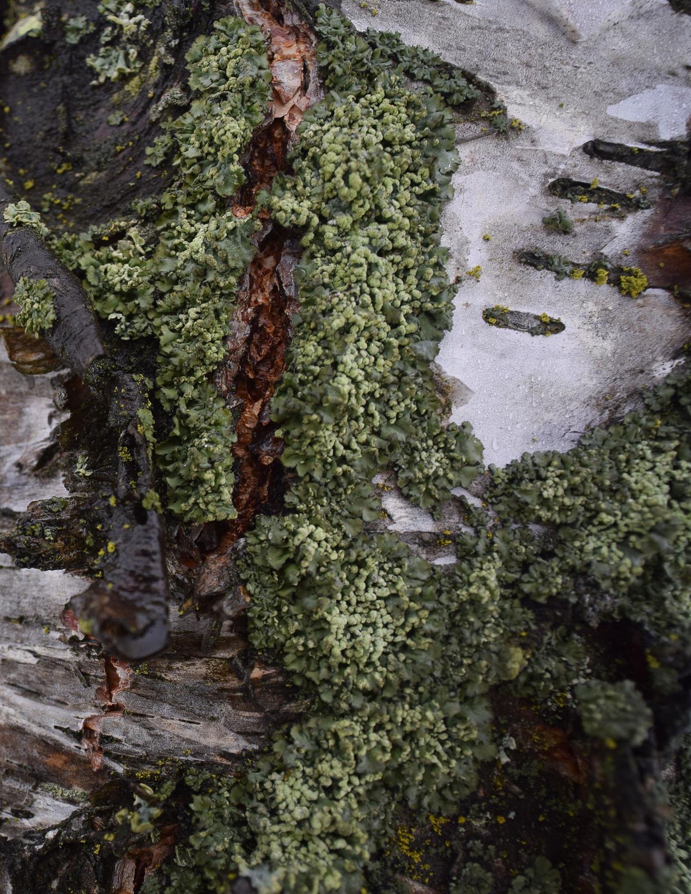 Physciella chloantha