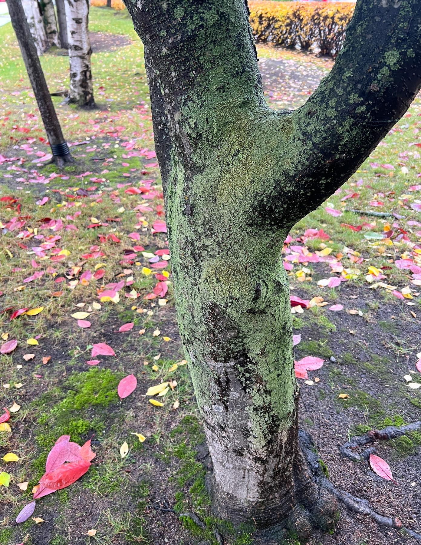 Physciella chloantha