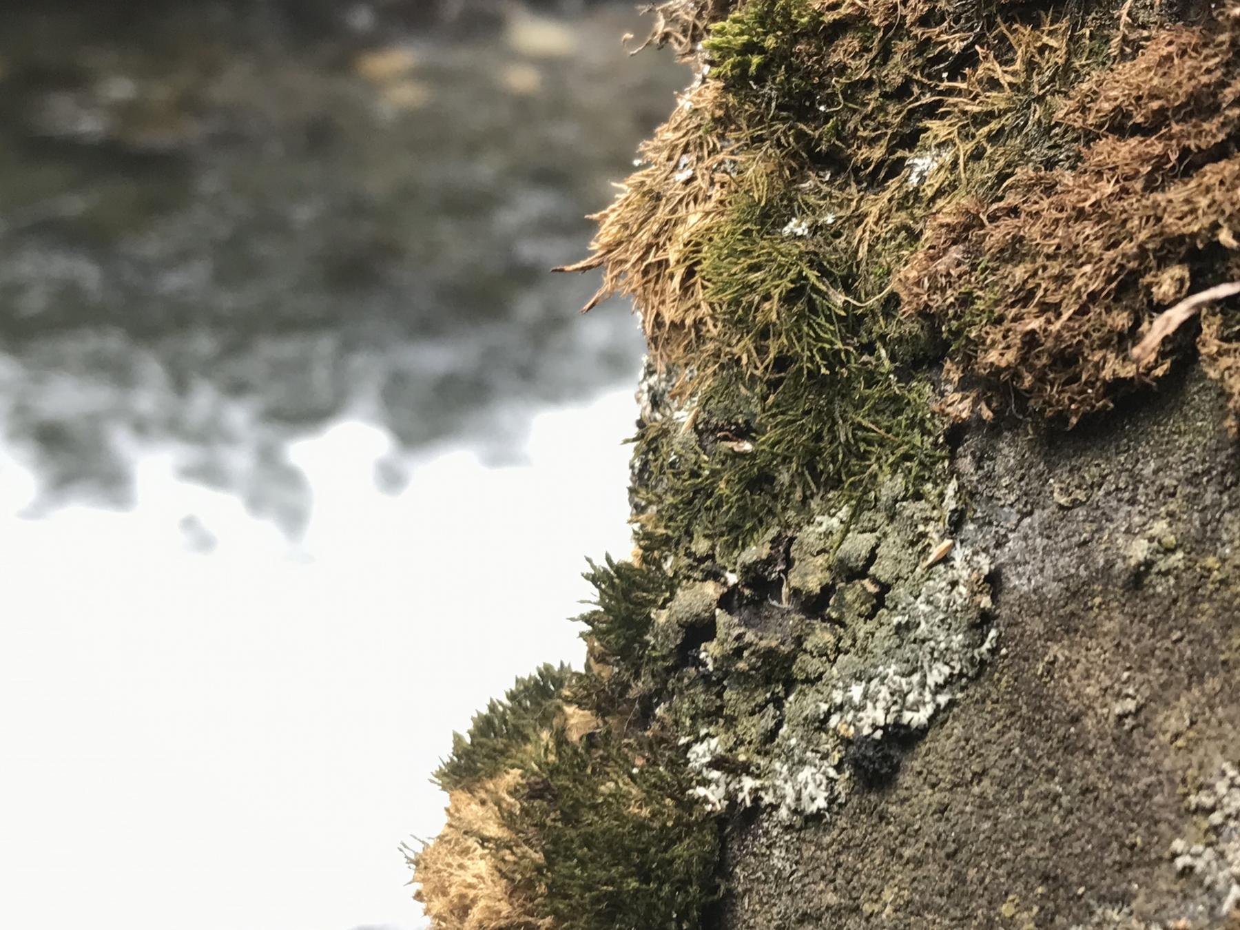 Physconia enteroxantha