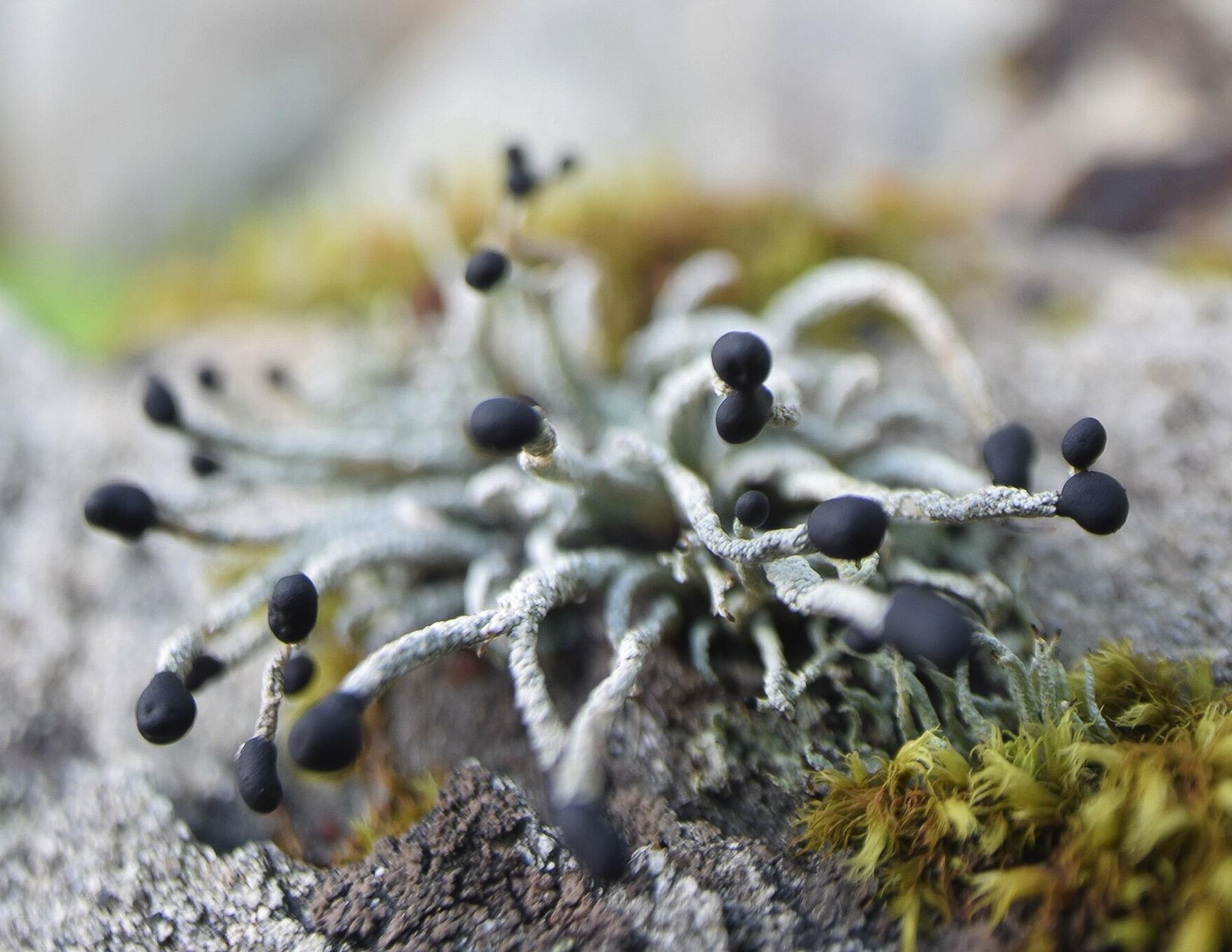 Pilophorus acicularis