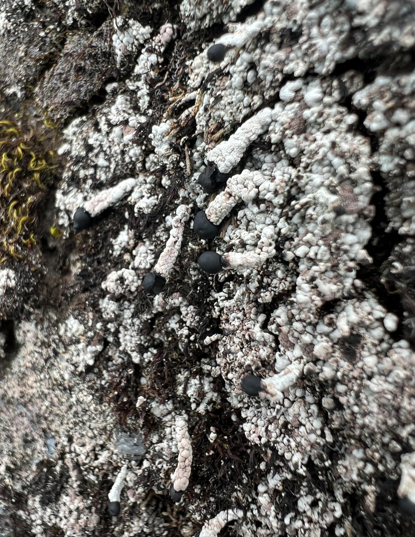 Pilophorus nigricaulis