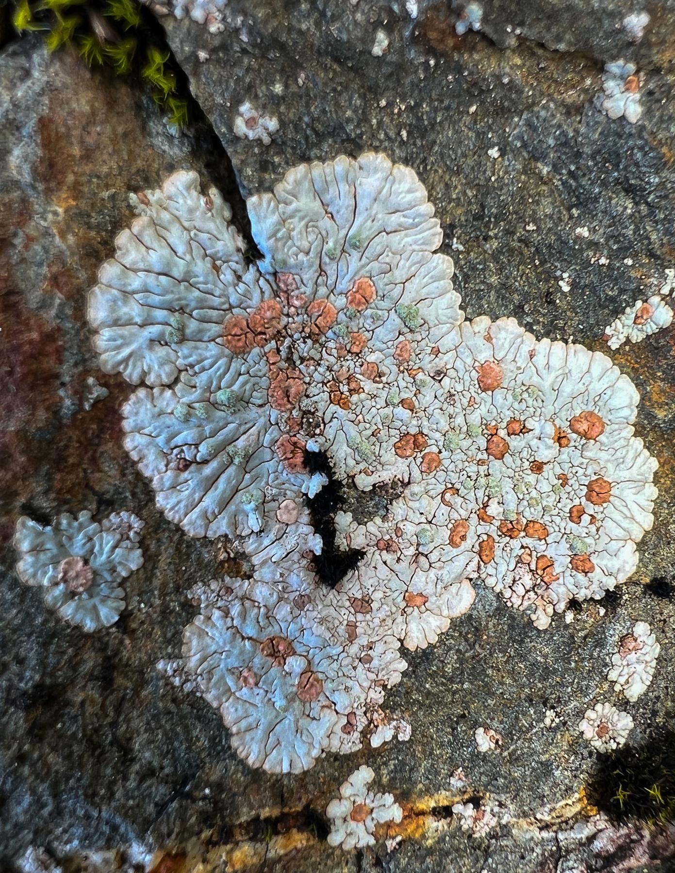 Placopsis spp.