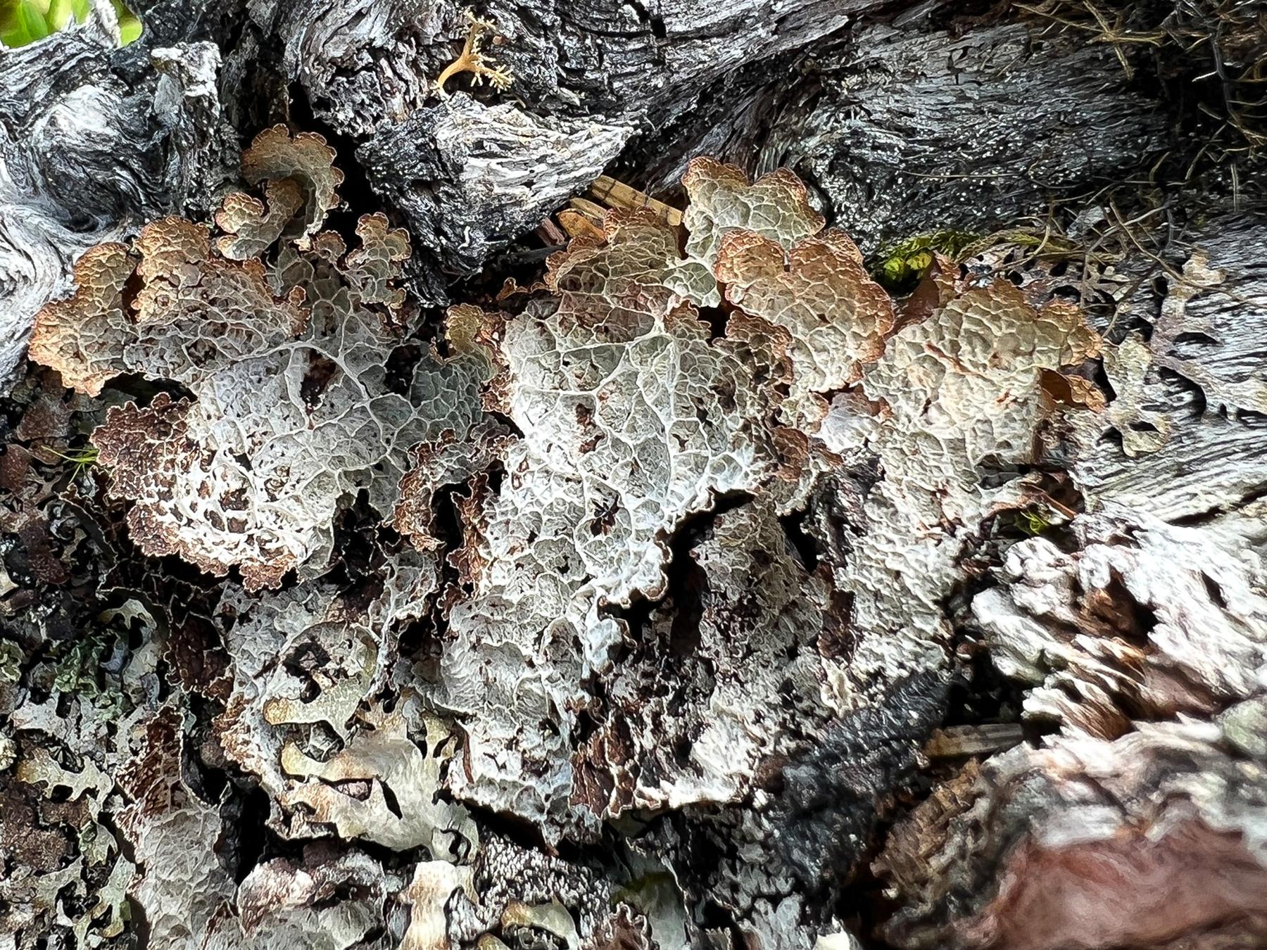 Platismatia lacunosa