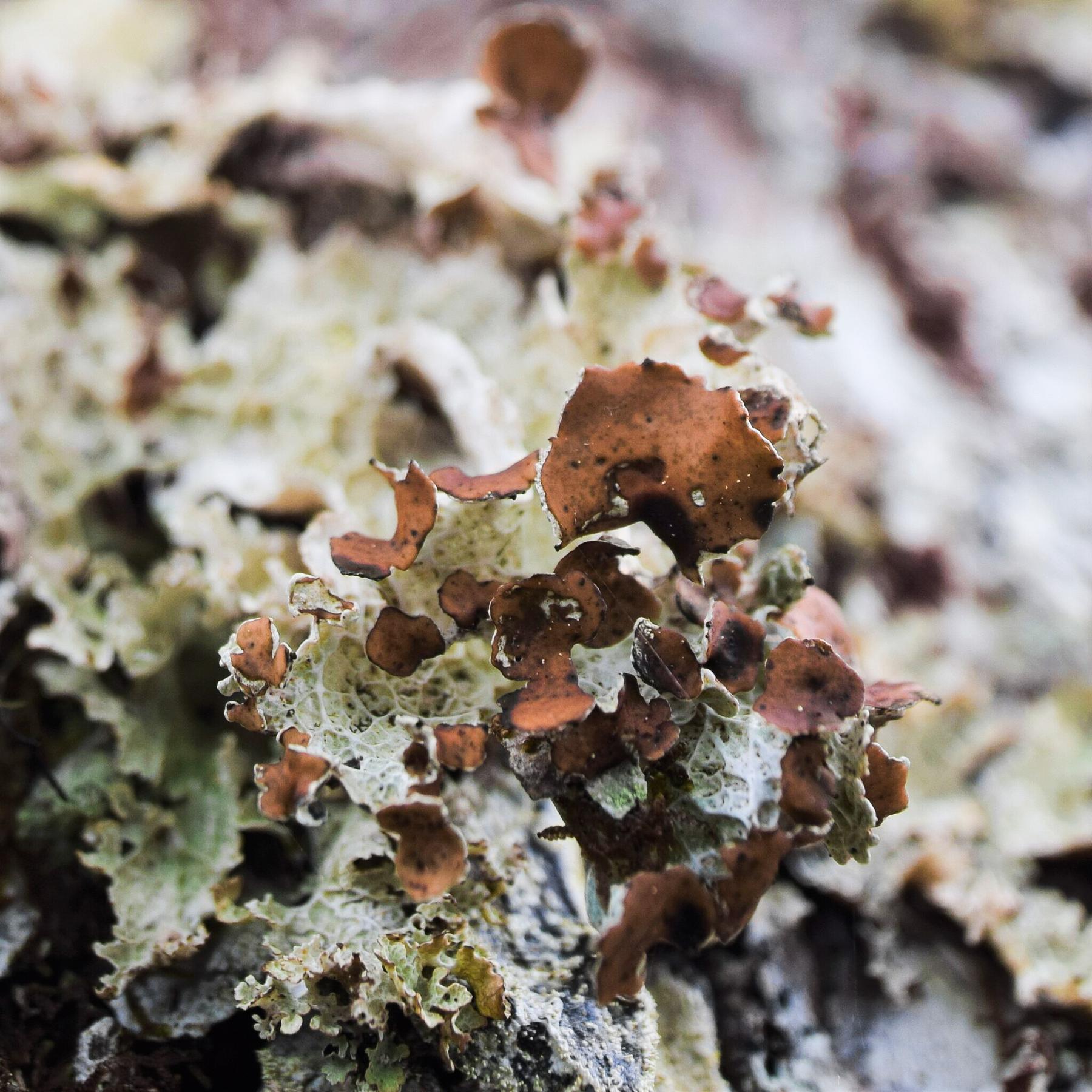 Platismatia lacunosa