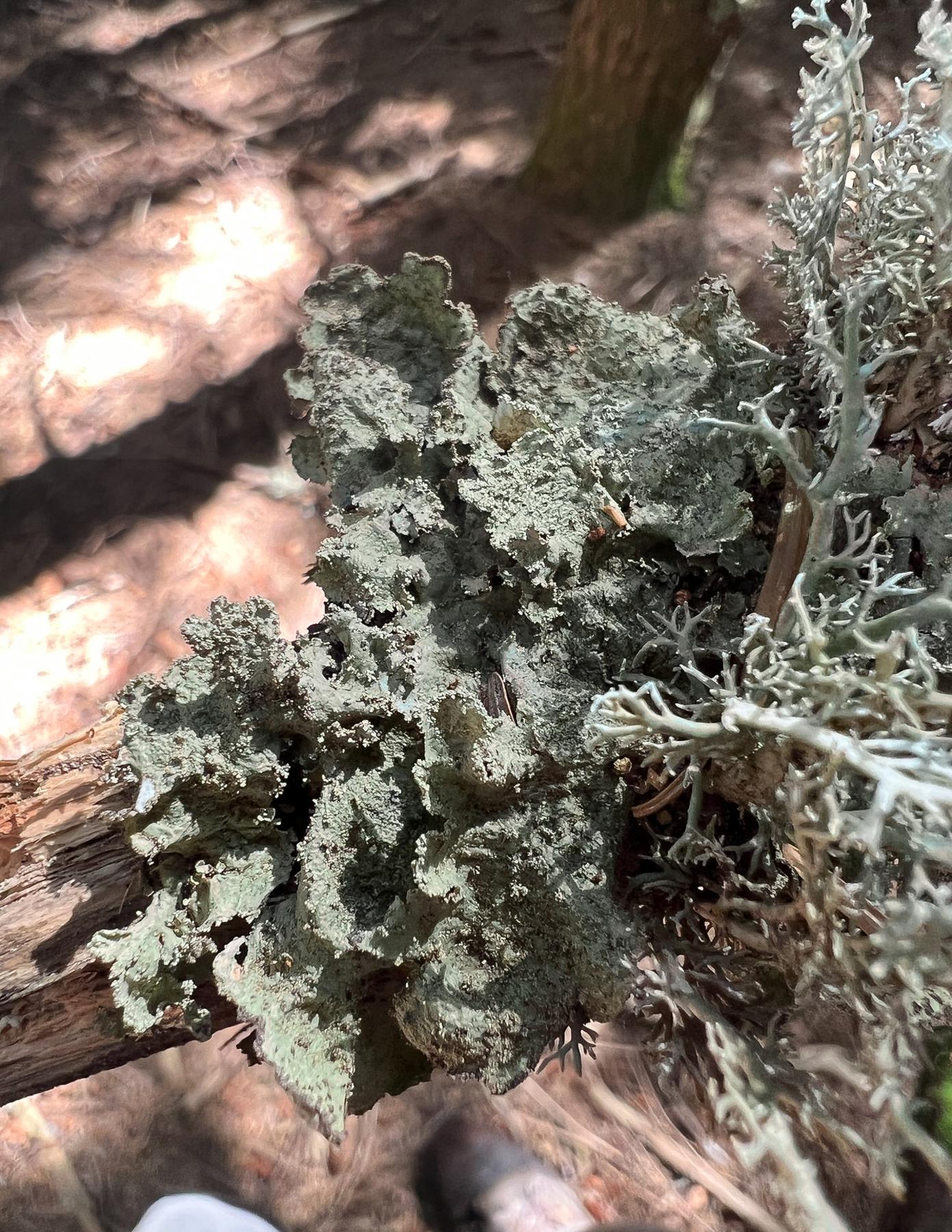 Platismatia norvegica