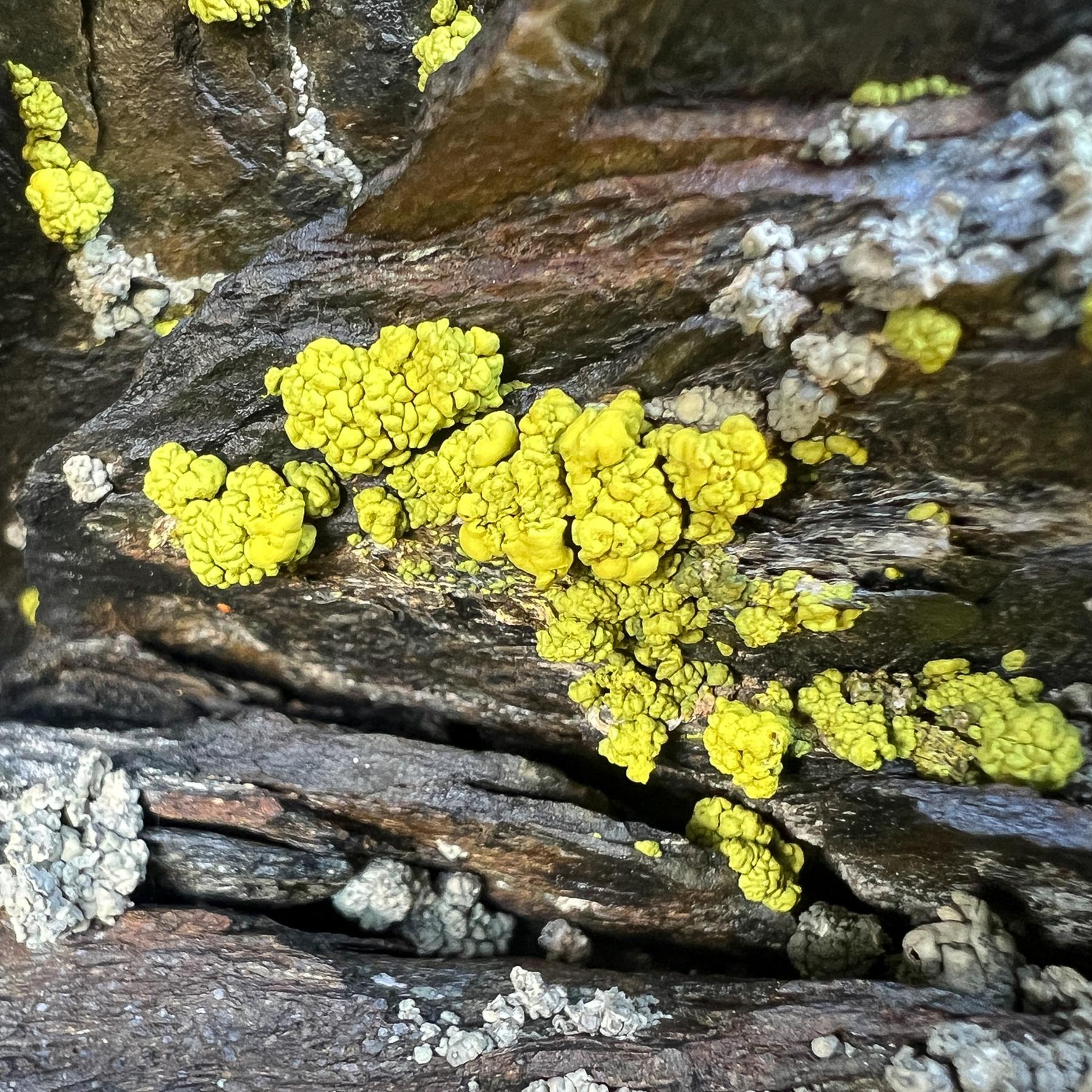 Pleopsidium chlorophanum & Pleopsidium flavum