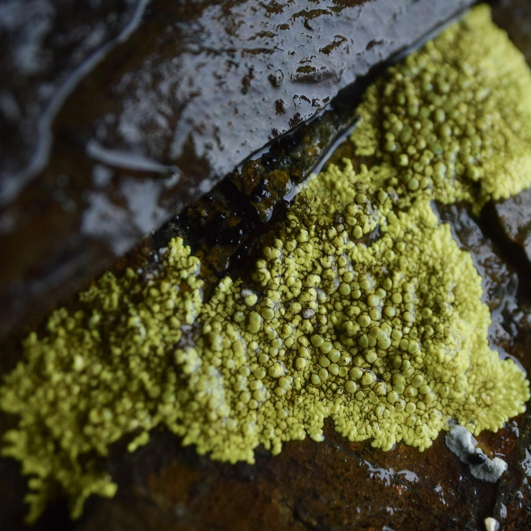 Pleopsidium chlorophanum & Pleopsidium flavum