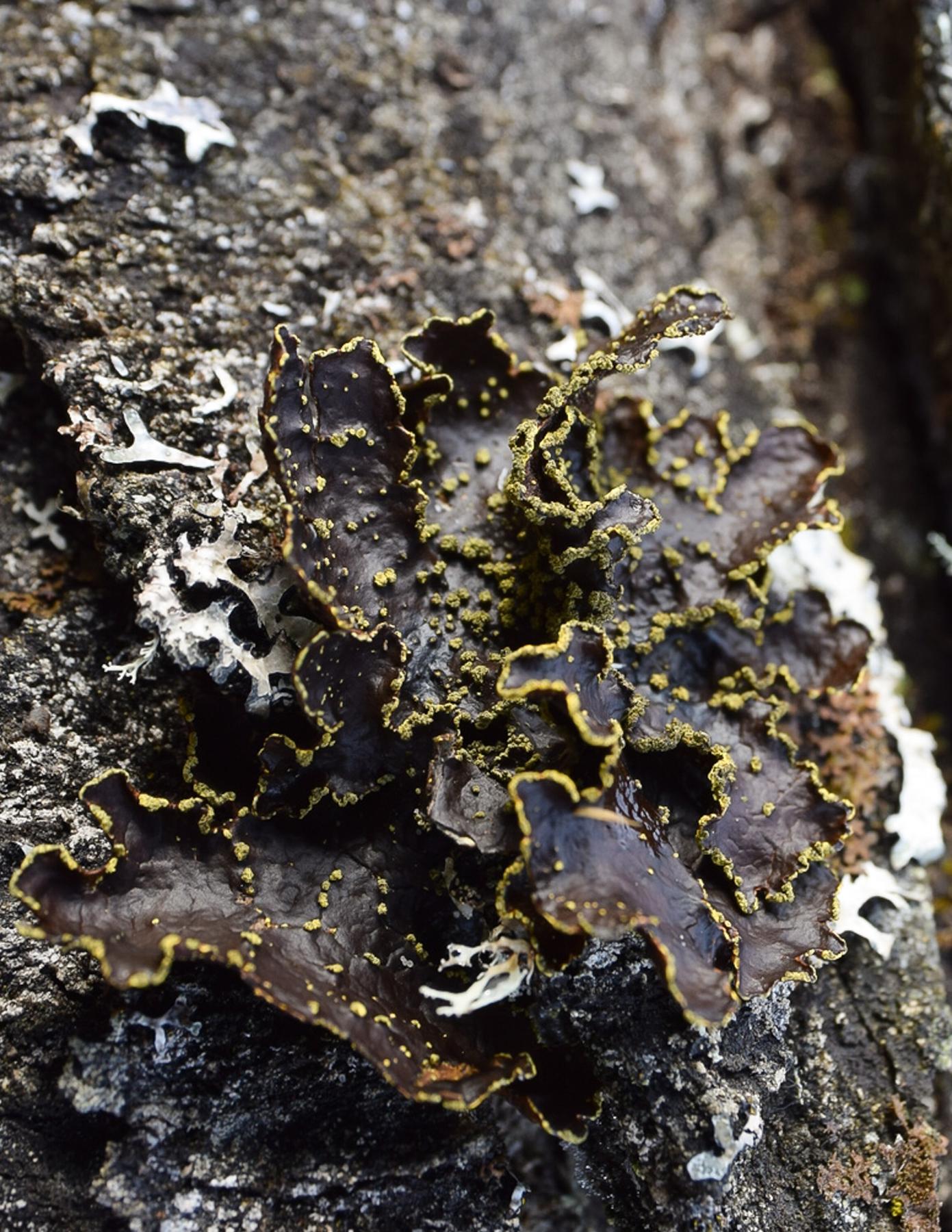 Pseudocyphellaria citrina