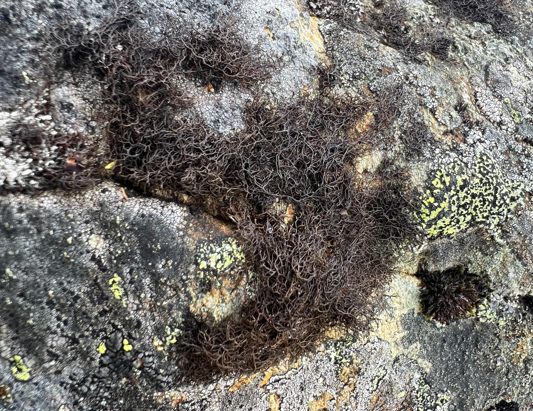 Pseudephebe pubescens