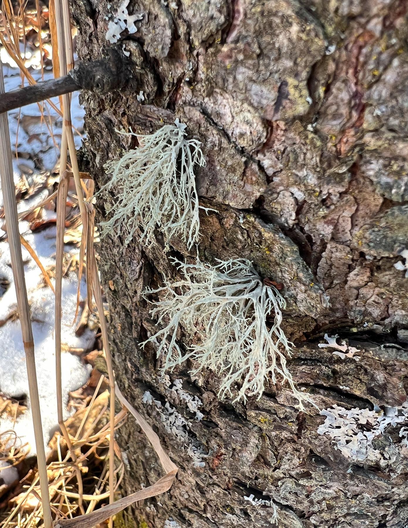 Ramalina farinacea