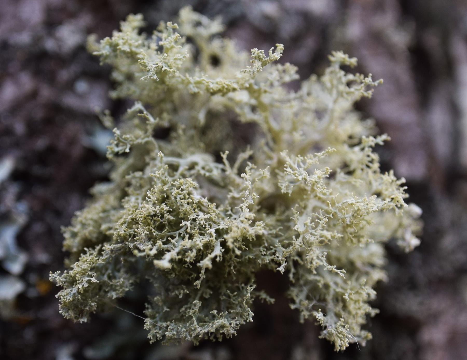 Ramalina roesleri