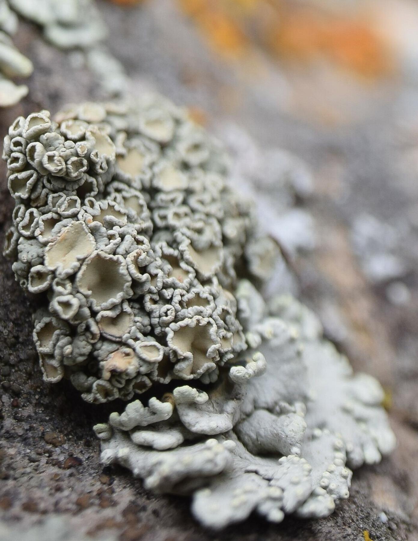 Rhizoplaca melanophthalma