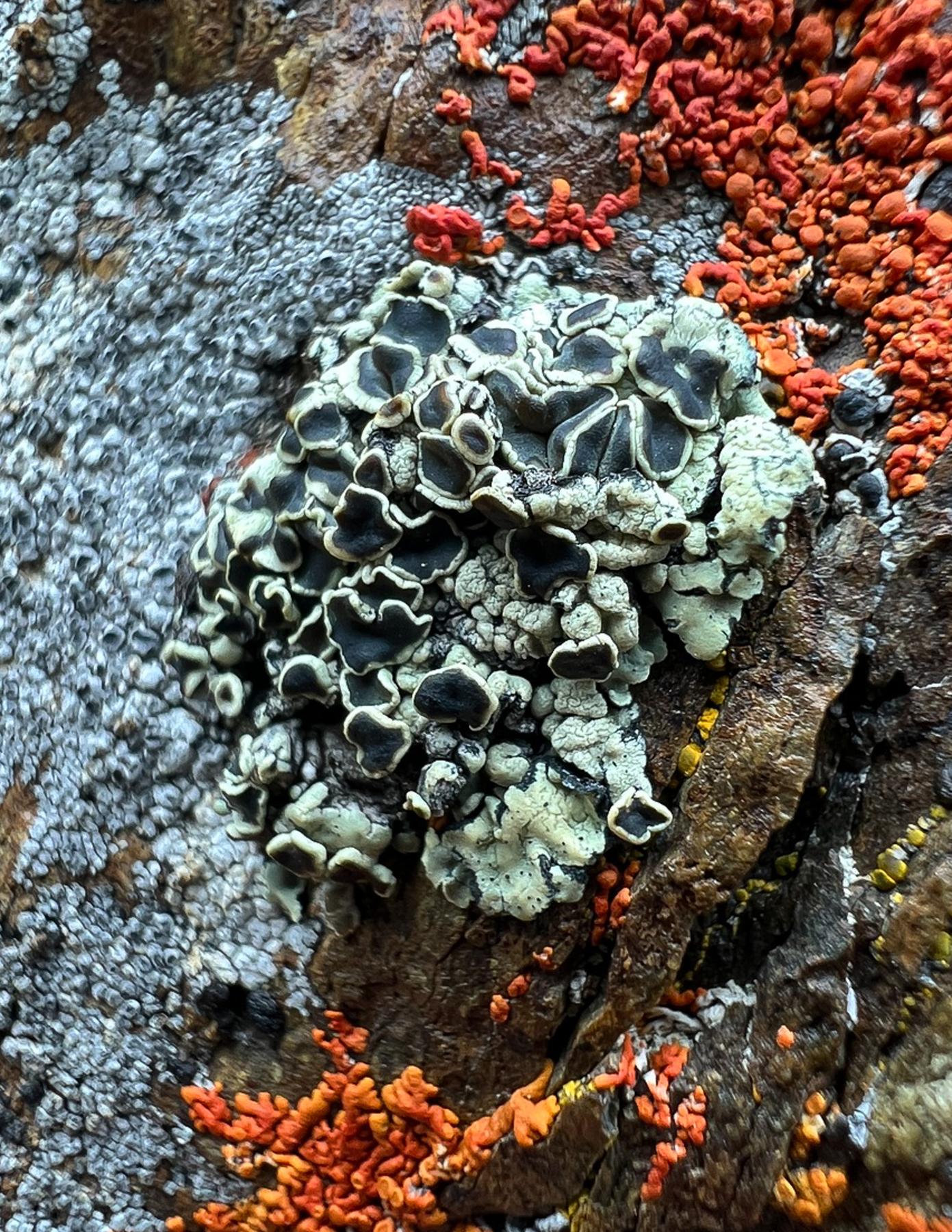 Rhizoplaca melanophthalma