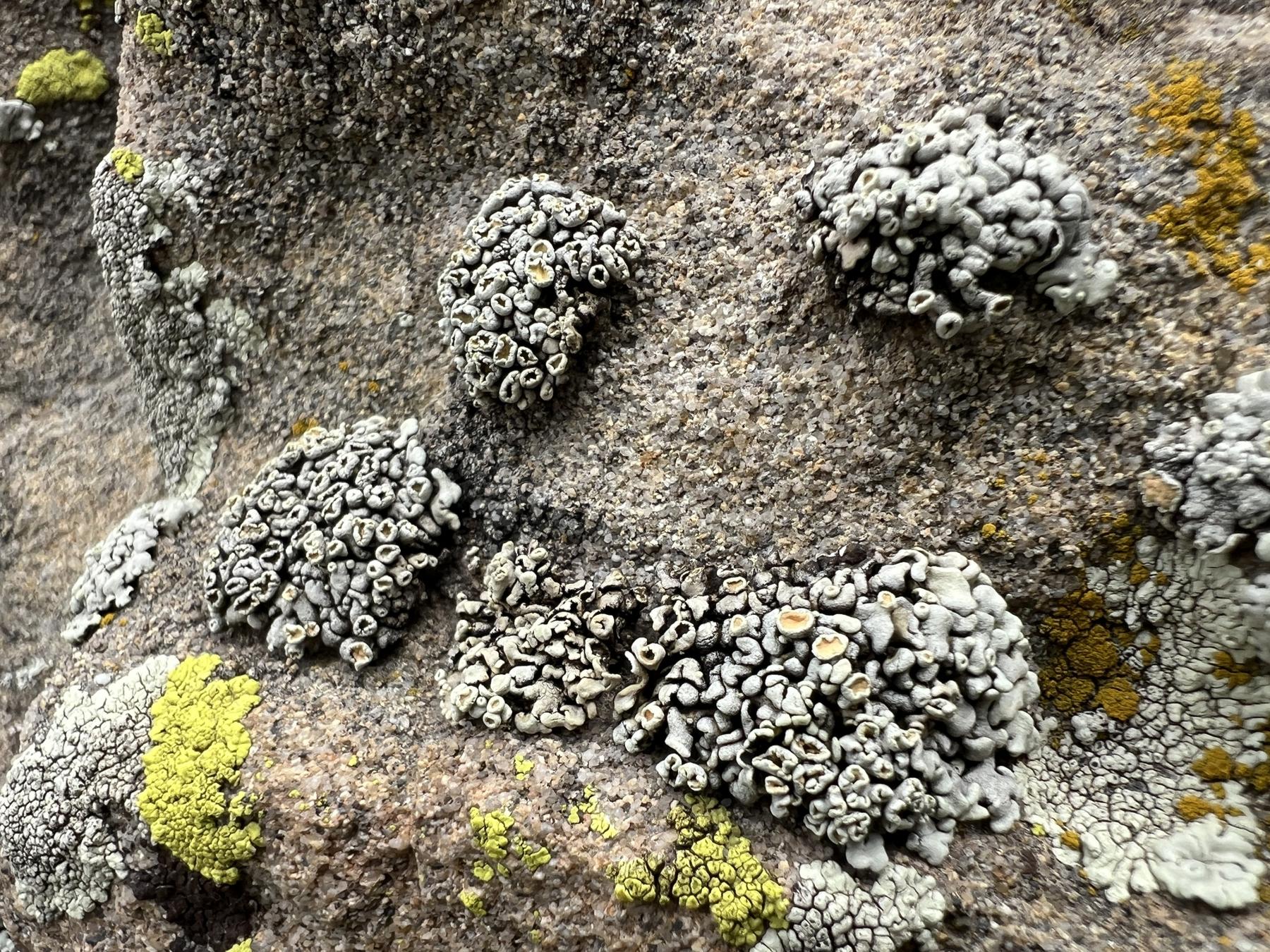 Rhizoplaca subdiscrepans