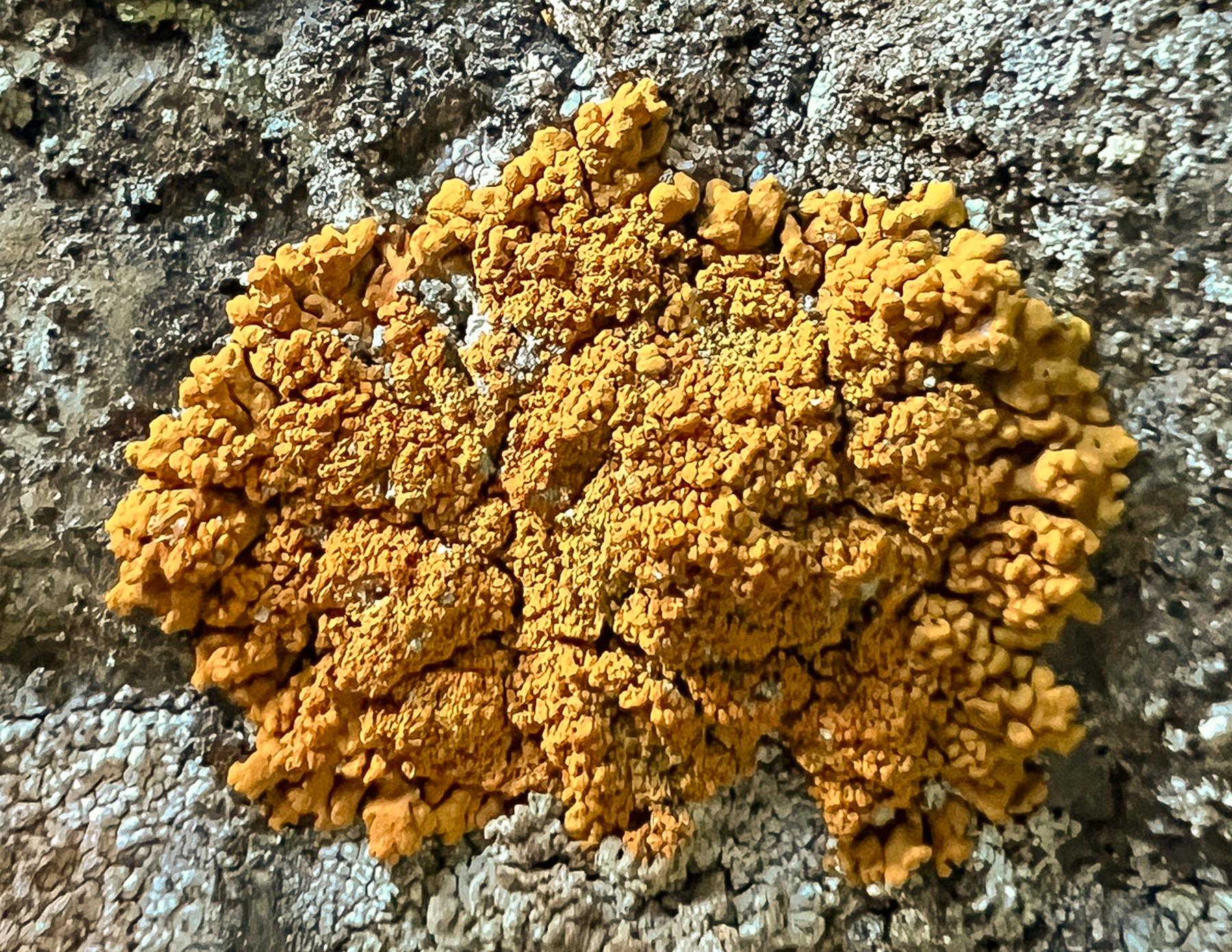 Rusavskia elegans & Rusavskia sorediata