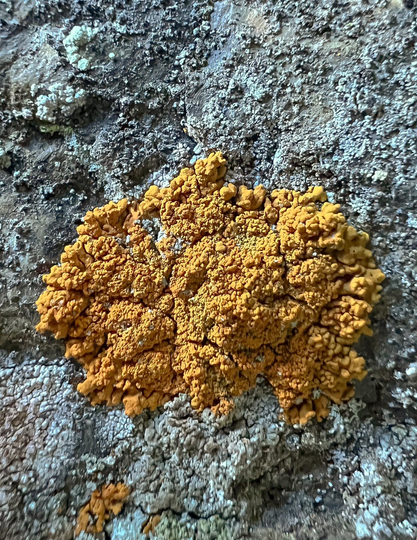 Rusavskia elegans & Rusavskia sorediata