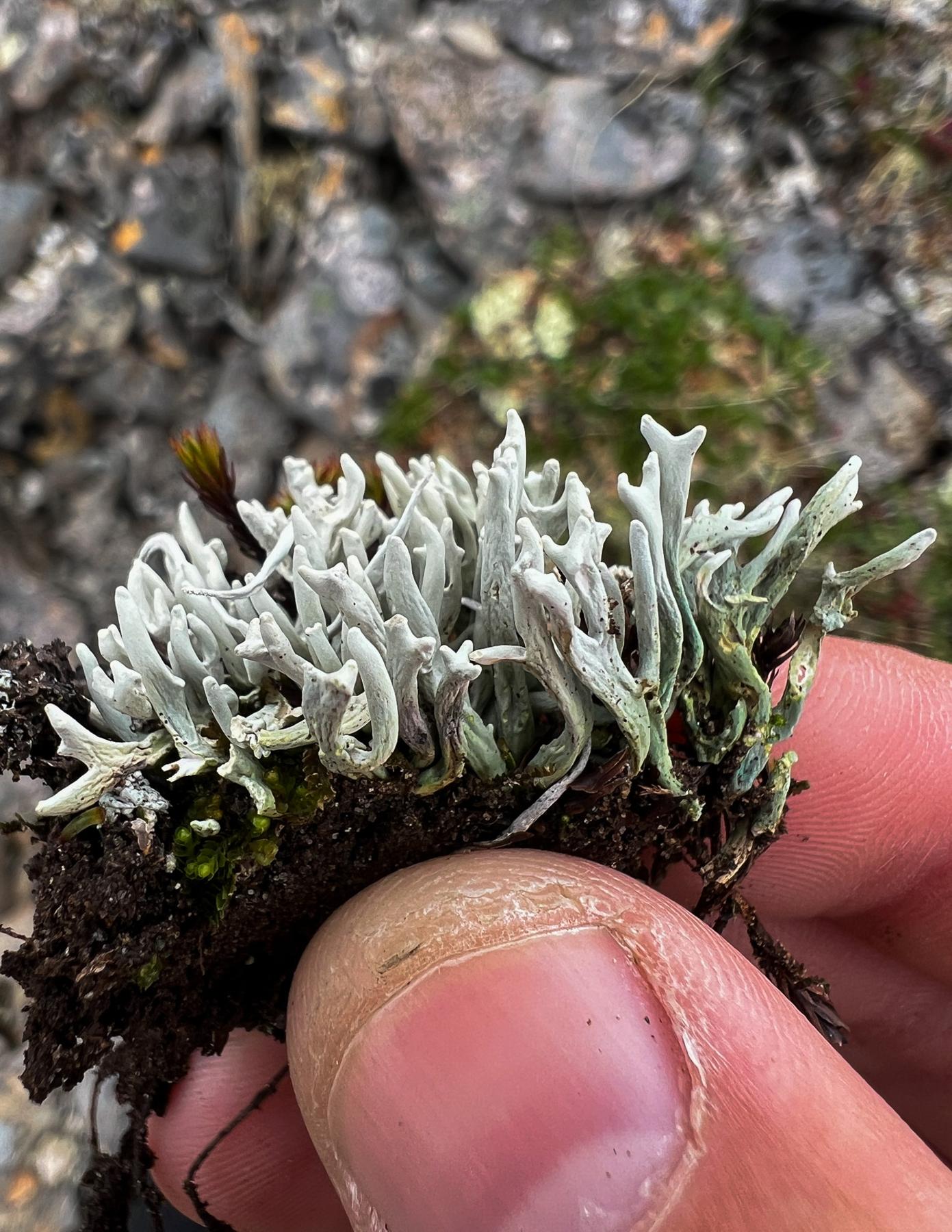 Siphula ceratites & Siphula dactyliza