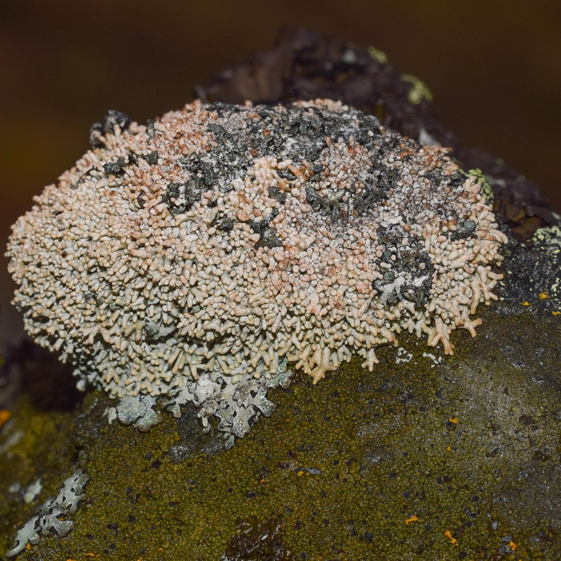 Sphaerophorus fragilis