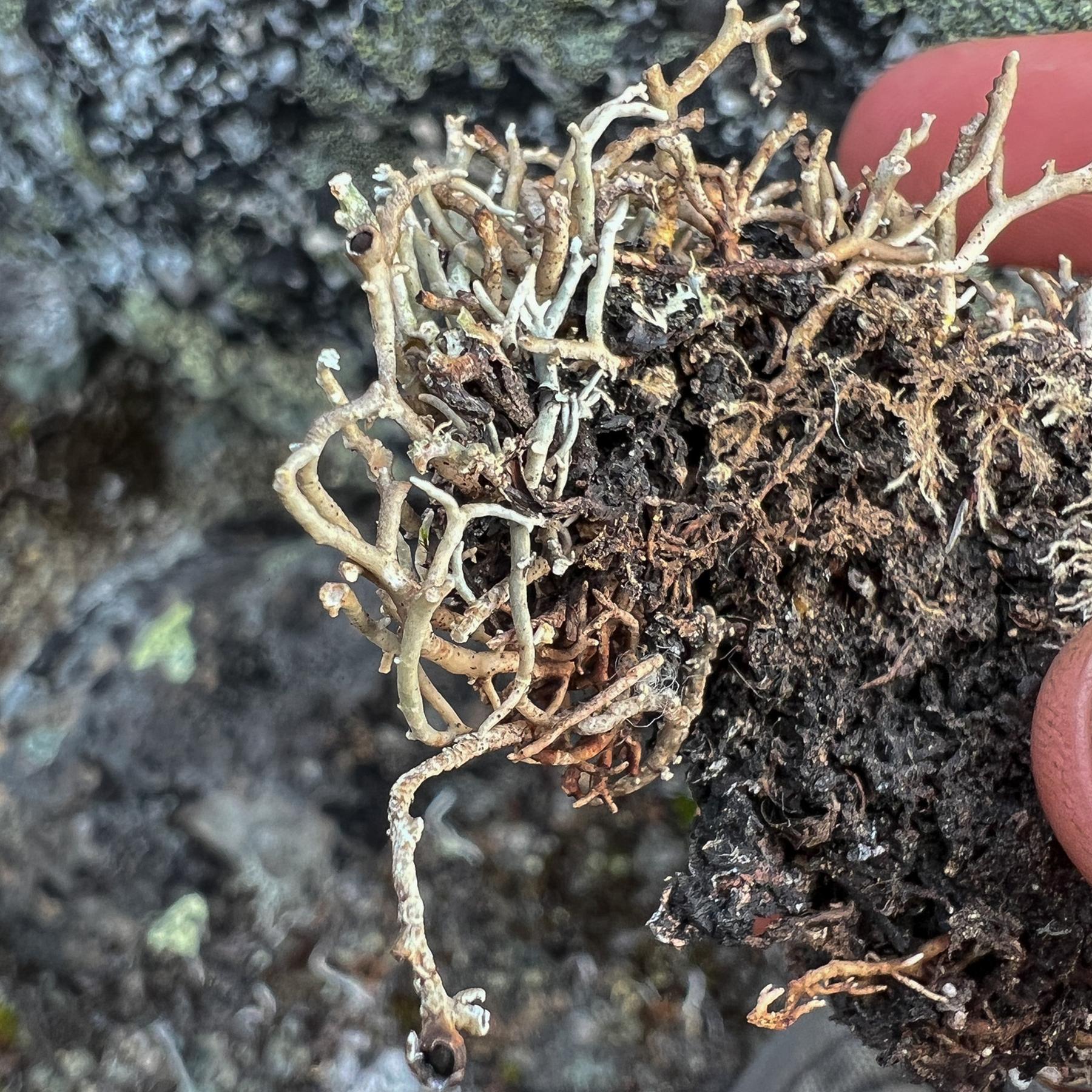 Sphaerophorus fragilis