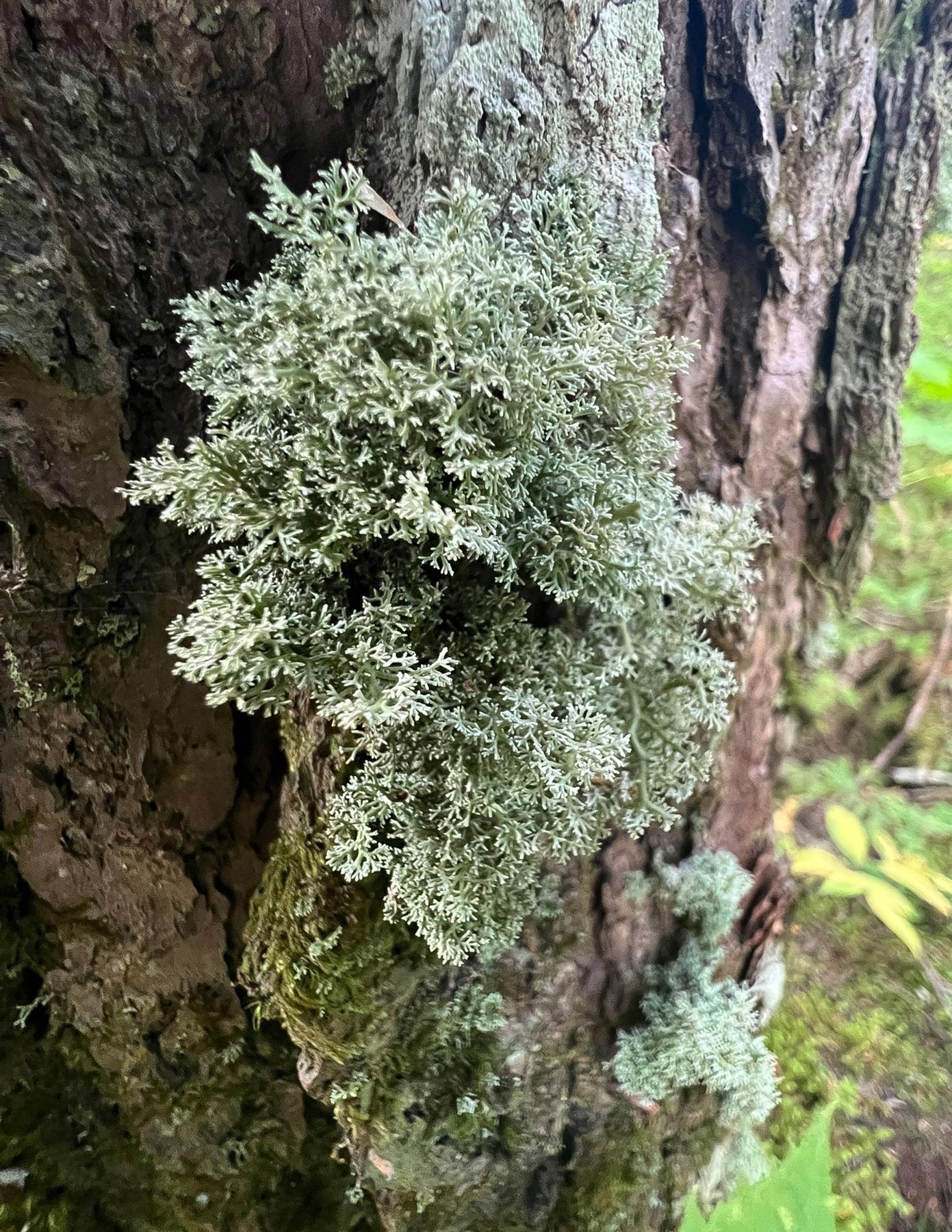 Sphaerophorus tuckermanii