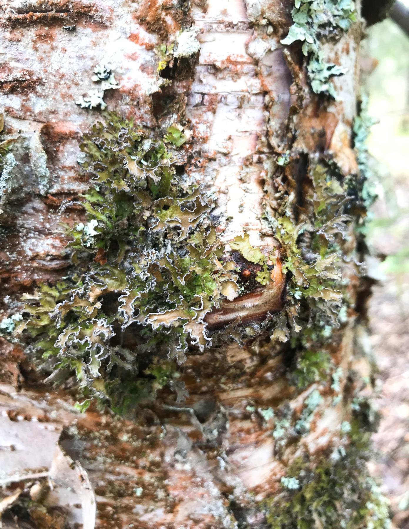 Tuckermannopsis chlorophylla