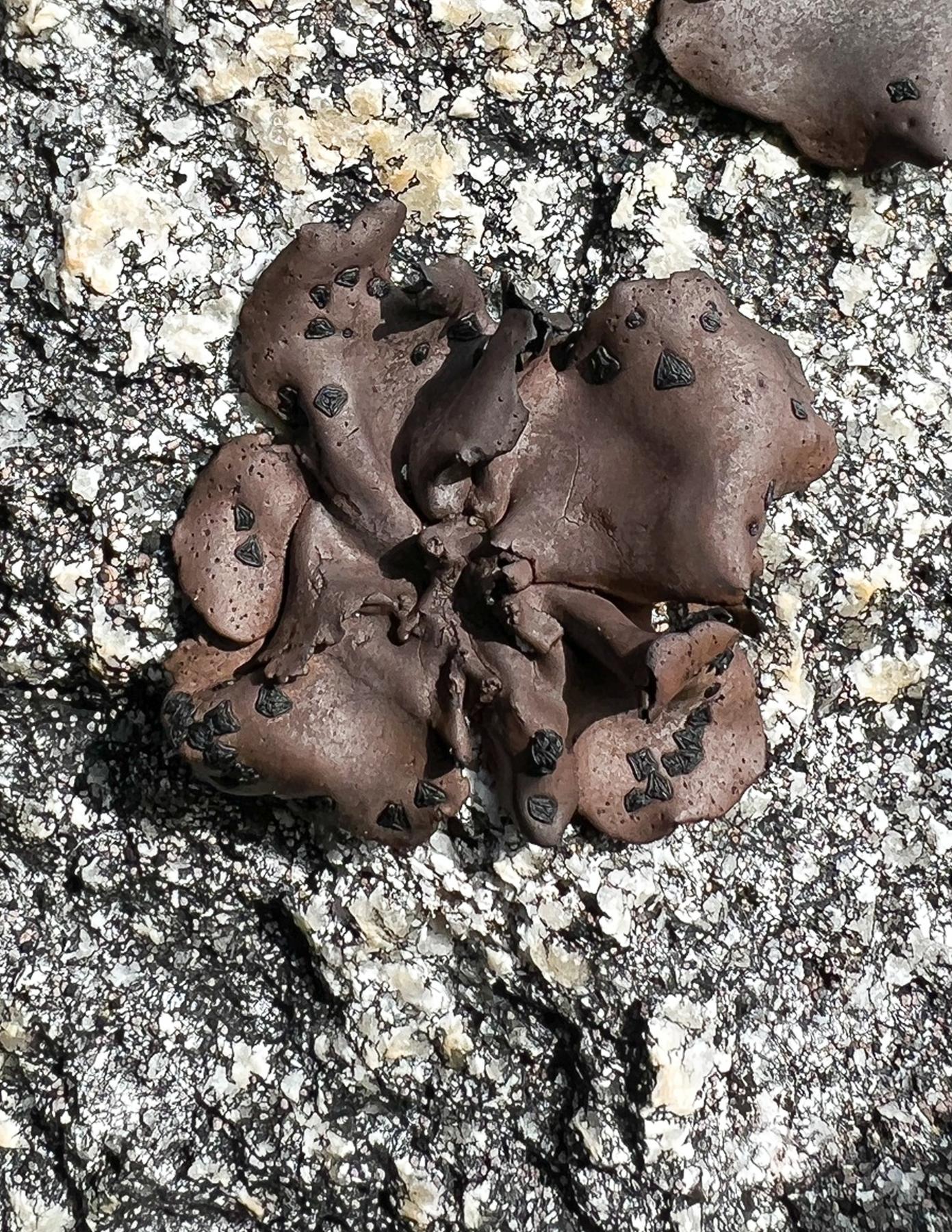 Umbilicaria angulata