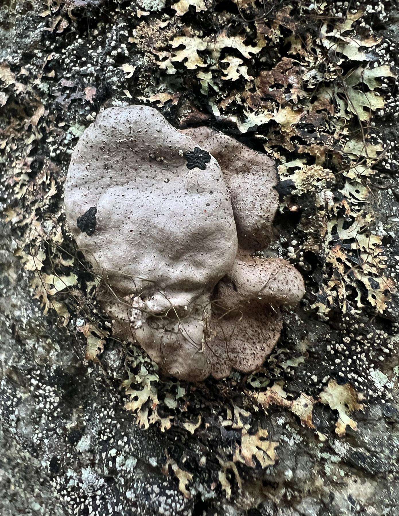 Umbilicaria angulata