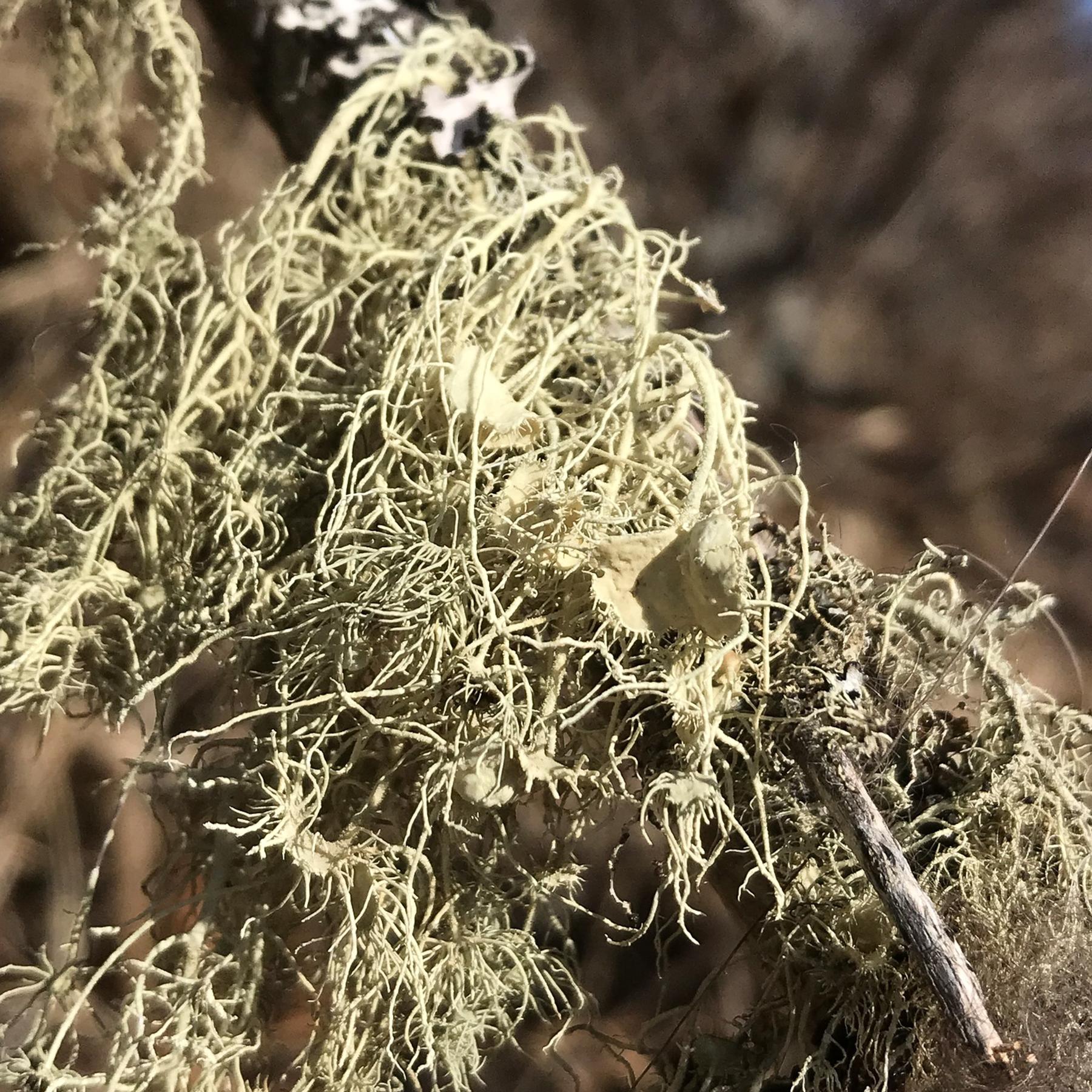 Usnea spp.