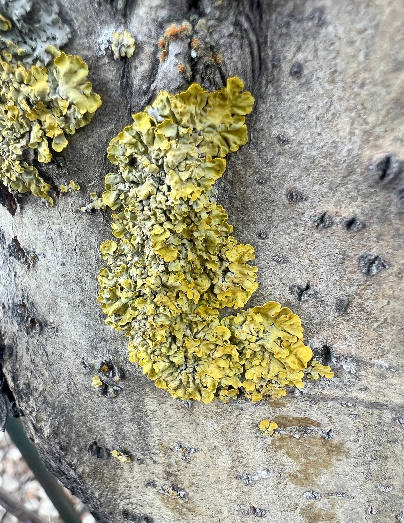 Xanthoria parietina